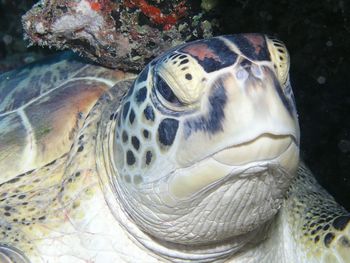 Close up of turtle
