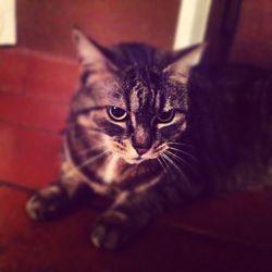 Close-up of cat