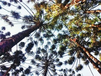 Low angle view of tree