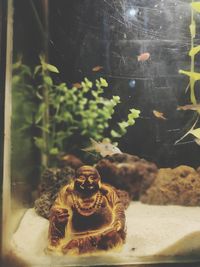 Close-up of fish in glass