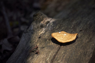 High angle view of leaf on tree stump