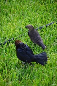 Black bird on grass