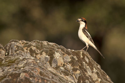 Close-up of bird perching on rock