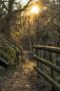 Trees in forest during autumn