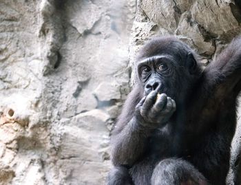 Portrait of elephant in zoo