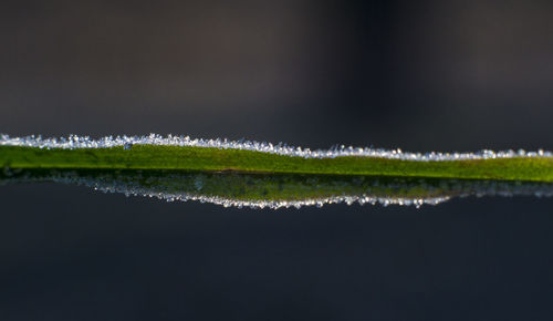 Close-up of fresh green plants