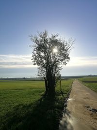 Tree on field against sky