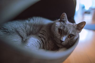 Close-up portrait of a cat resting