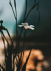 Close-up of white flowering plant