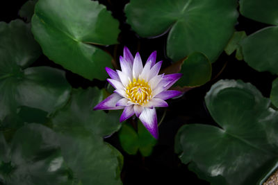 Close-up of lotus water lily in pond