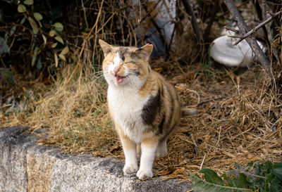 Cat looking away