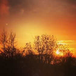 Silhouette of trees at sunset