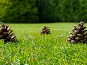 Close-up of mushrooms on field