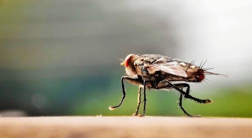 Close-up of fly