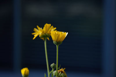 Close-up of yellow flower