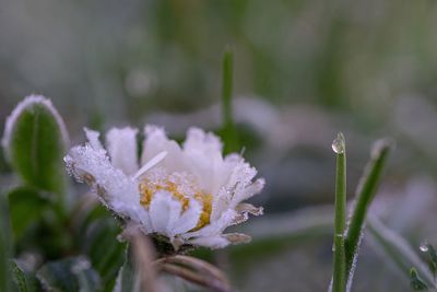 Close-up of wet white flowering plant