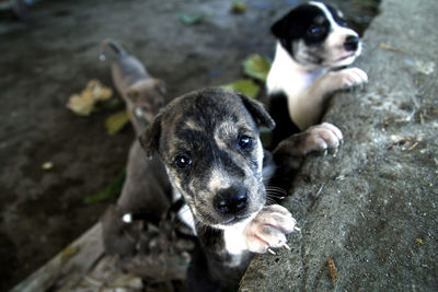 High angle view of puppy