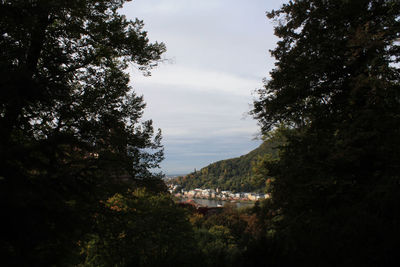 Scenic view of trees against sky