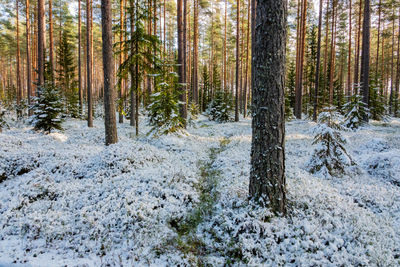 Trees in forest