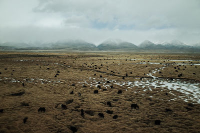 View of sheep on land against sky