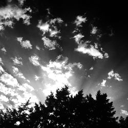 Low angle view of trees against sky