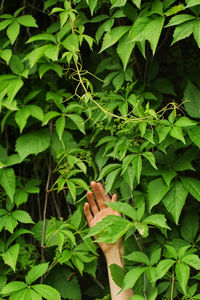 Cropped hand amidst leaves