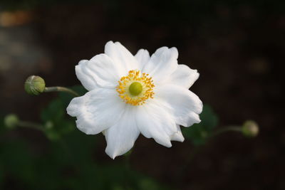 Close-up of white flowering plant