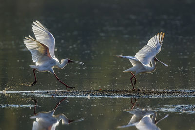 Seagulls flying over lake