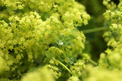 Close-up of plant growing on plant