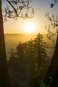 Silhouette trees on landscape against sky during sunset