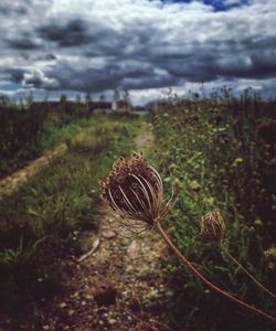 Plants against cloudy sky