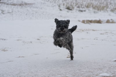 Cute happy little poodle dog at baltic sea beach in winter