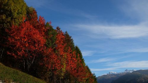 Trees on mountain against sky