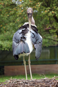 Close-up of bird perching outdoors