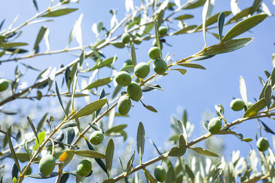 Low angle view of fresh green plant against sky