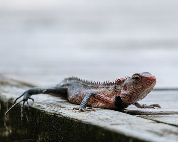 Close-up of lizard on wood