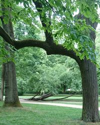 Trees in park