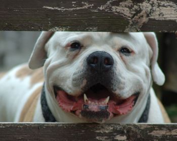 Close-up portrait of american bulldog behind fence