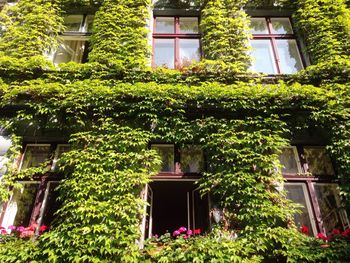 Plant growing on building wall