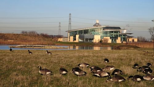 Flock of birds on field against clear sky