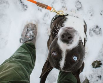 Close-up portrait of horse in snow