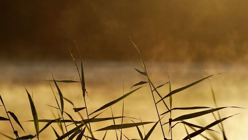 Close-up of stalks against sky during sunset