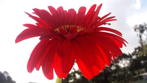 Close-up of red flower against sky
