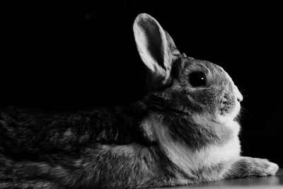 Close-up of cat against black background