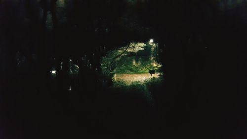 Illuminated christmas tree against sky at night