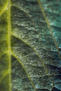 Macro shot of insect on plant