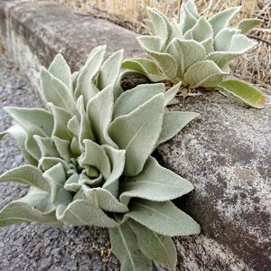 High angle view of succulent plant