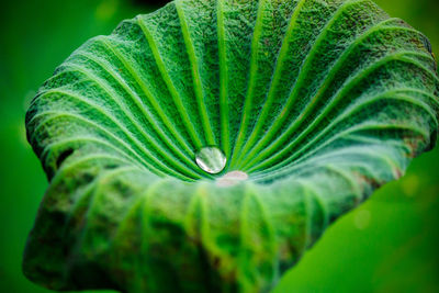 Close-up of green leaf