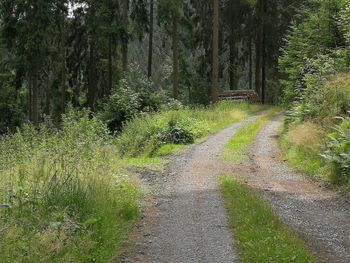 Empty road along trees in forest