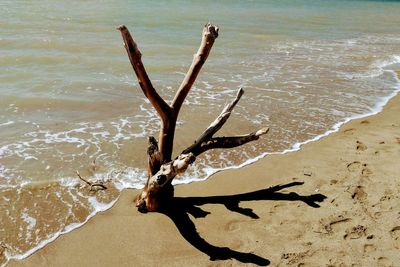 Close-up of dead plant on beach